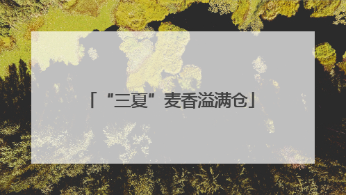 “三夏”麦香溢满仓