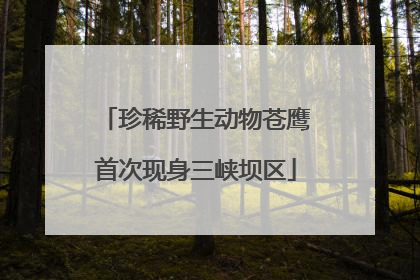 珍稀野生动物苍鹰首次现身三峡坝区