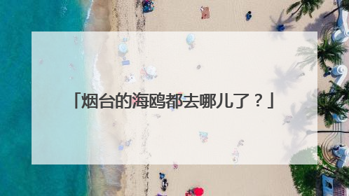 烟台的海鸥都去哪儿了？