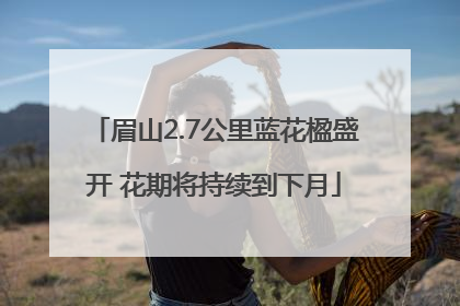 眉山2.7公里蓝花楹盛开 花期将持续到下月