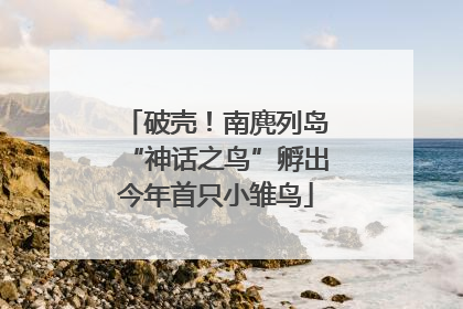 破壳！南麂列岛“神话之鸟”孵出今年首只小雏鸟
