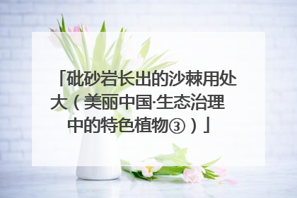 砒砂岩长出的沙棘用处大（美丽中国·生态治理中的特色植物③）