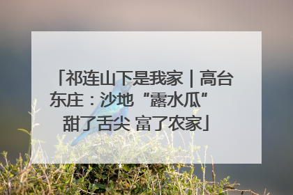 祁连山下是我家｜高台东庄：沙地“露水瓜” 甜了舌尖 富了农家