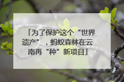 为了保护这个“世界遗产”，蚂蚁森林在云南再“种”新项目
