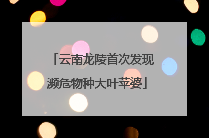 云南龙陵首次发现濒危物种大叶苹婆