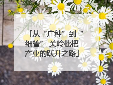 从“广种”到“细管” 关岭枇杷产业的跃升之路