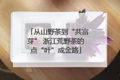 从山野茶到“共富芽” 浙江荒野茶的点“叶”成金路