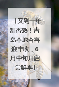 又到一年甜杏熟！青岛本地杏喜迎丰收，6月中旬开启尝鲜季