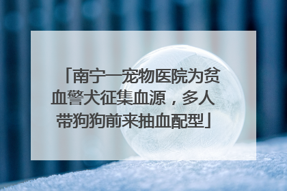 南宁一宠物医院为贫血警犬征集血源，多人带狗狗前来抽血配型