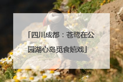 四川成都：苍鹭在公园湖心岛觅食嬉戏