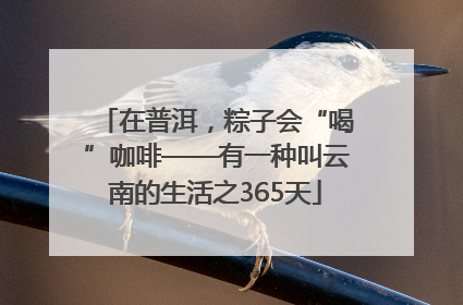 在普洱，粽子会“喝”咖啡——有一种叫云南的生活之365天