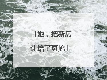 她，把新房让给了斑鸠