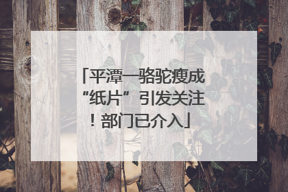 平潭一骆驼瘦成“纸片”引发关注！部门已介入