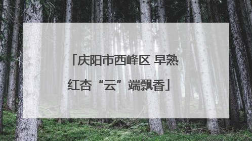 庆阳市西峰区 早熟红杏“云”端飘香