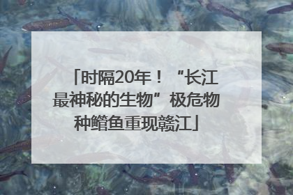时隔20年！“长江最神秘的生物”极危物种鳤鱼重现赣江