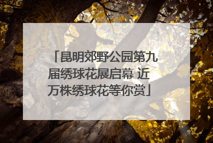 昆明郊野公园第九届绣球花展启幕 近万株绣球花等你赏