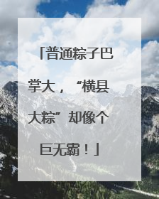 普通粽子巴掌大，“横县大粽”却像个巨无霸！