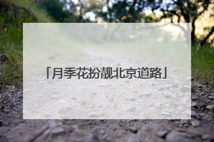 月季花扮靓北京道路