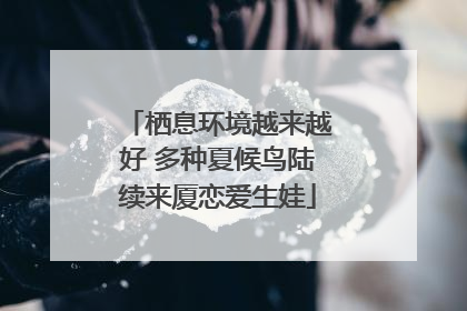 栖息环境越来越好 多种夏候鸟陆续来厦恋爱生娃