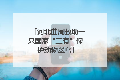 河北曲周救助一只国家“三有”保护动物翠鸟