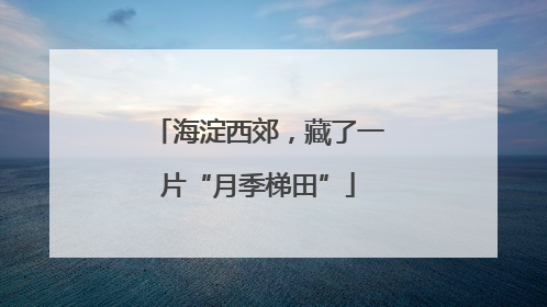 海淀西郊，藏了一片“月季梯田”