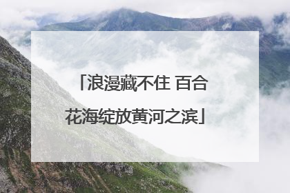 浪漫藏不住 百合花海绽放黄河之滨