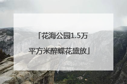 花海公园1.5万平方米醉蝶花盛放