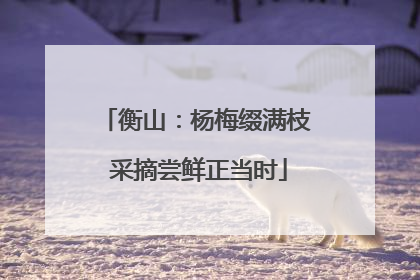 衡山：杨梅缀满枝 采摘尝鲜正当时