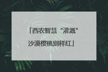 西农智慧“灌溉” 沙漠樱桃别样红