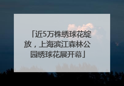 近5万株绣球花绽放，上海滨江森林公园绣球花展开幕