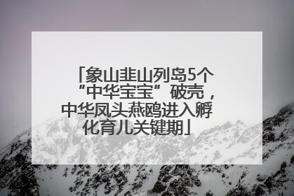象山韭山列岛5个“中华宝宝”破壳，中华凤头燕鸥进入孵化育儿关键期