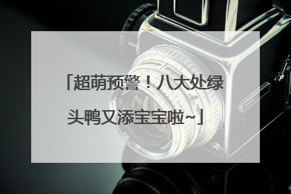 超萌预警！八大处绿头鸭又添宝宝啦~