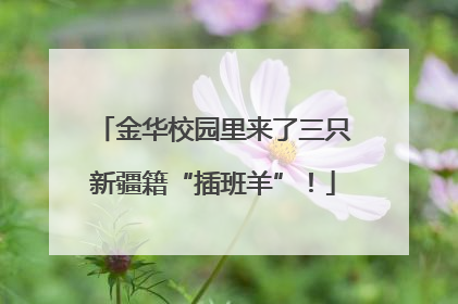 金华校园里来了三只新疆籍“插班羊”！