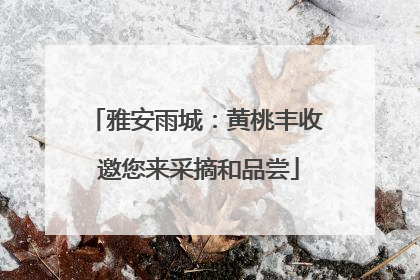 雅安雨城：黄桃丰收 邀您来采摘和品尝