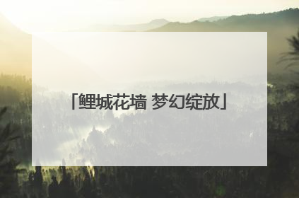 鲤城花墙 梦幻绽放